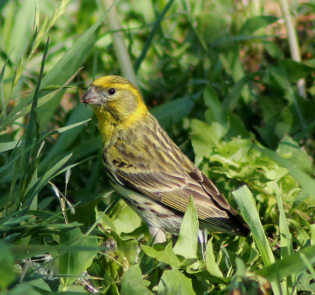 Serinus serinus