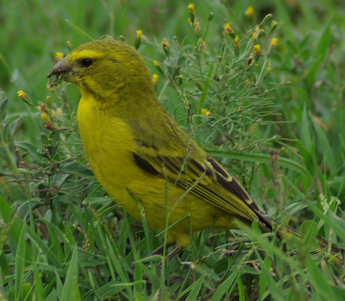 Serinus sulphuratus