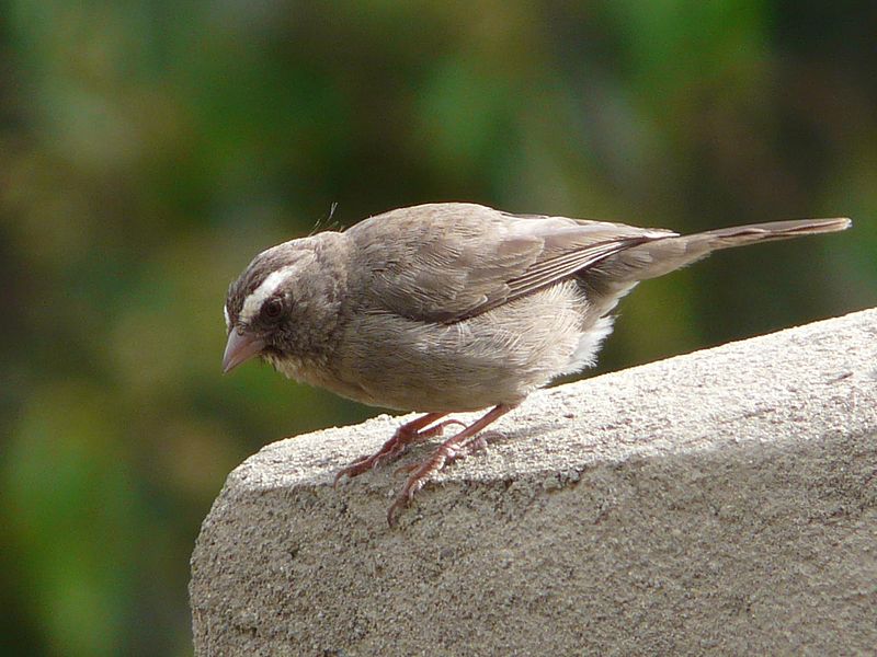 Serinus tristriatus
