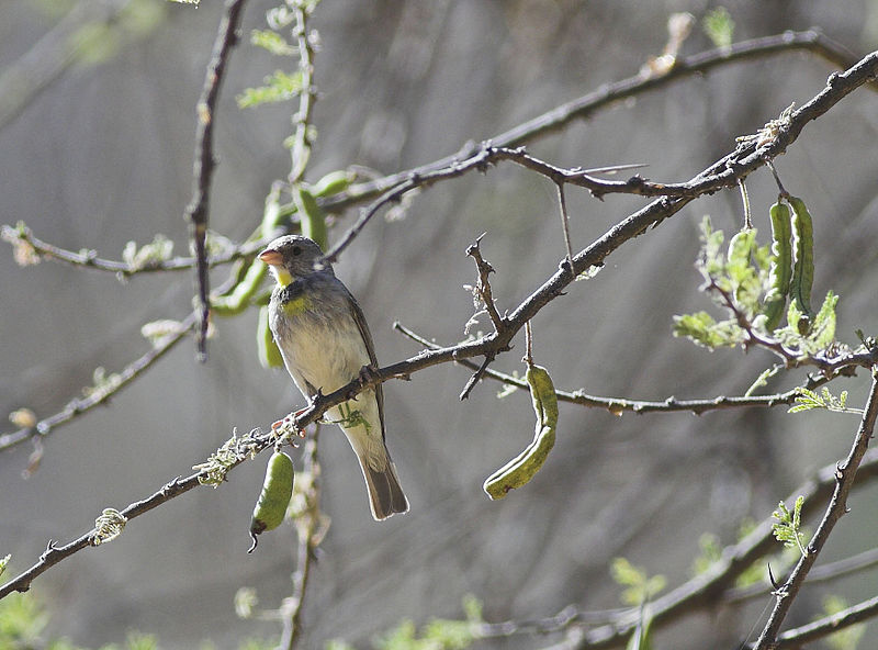 Serinus xantholaemus