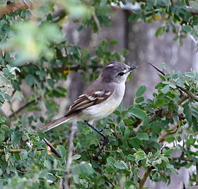 Serpophaga munda