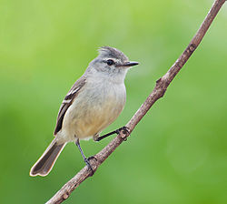 Serpophaga subcristata