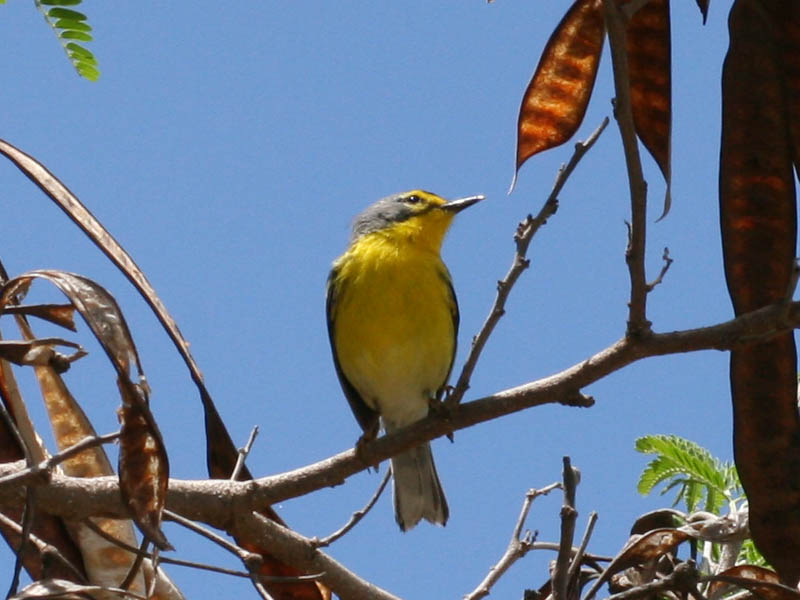 Setophaga adelaidae