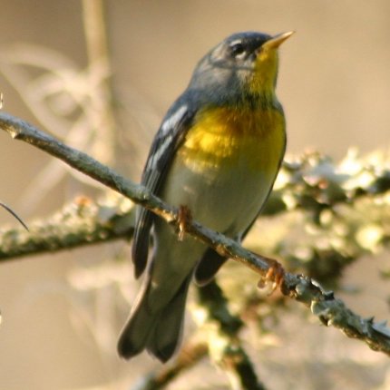 Setophaga americana