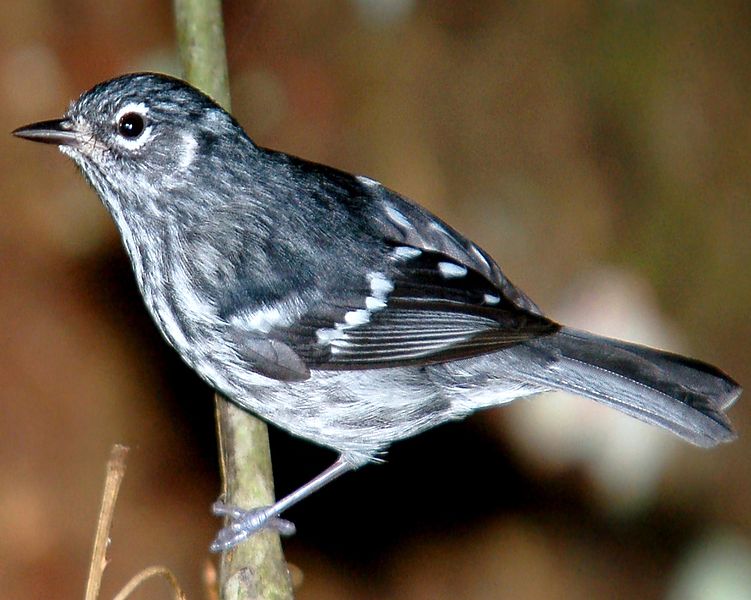 Setophaga angelae