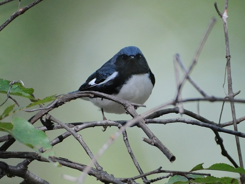 Setophaga caerulescens