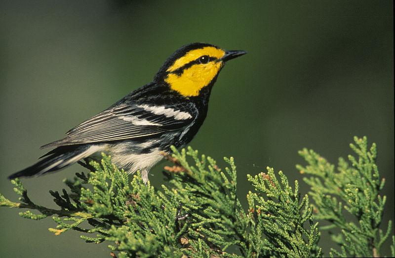 Setophaga chrysoparia