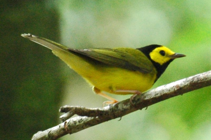 Setophaga citrina