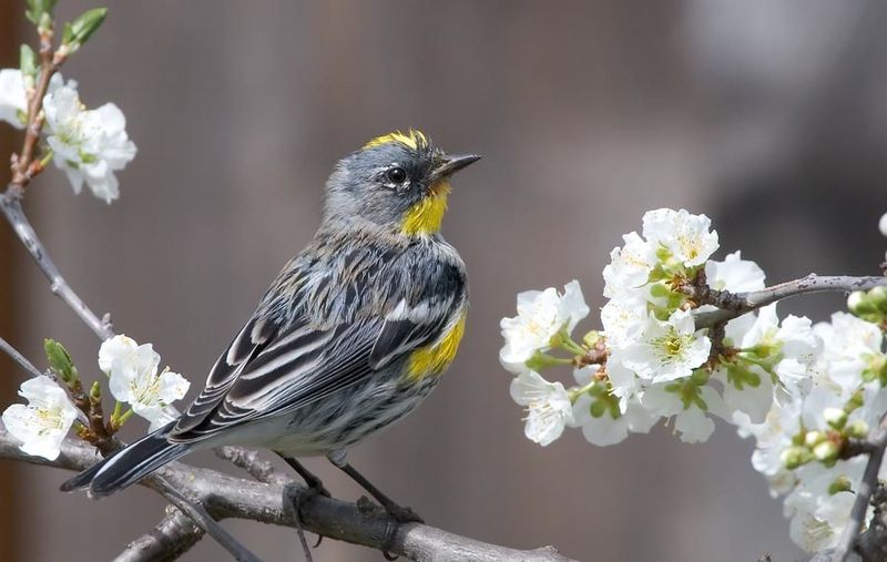 Setophaga coronata