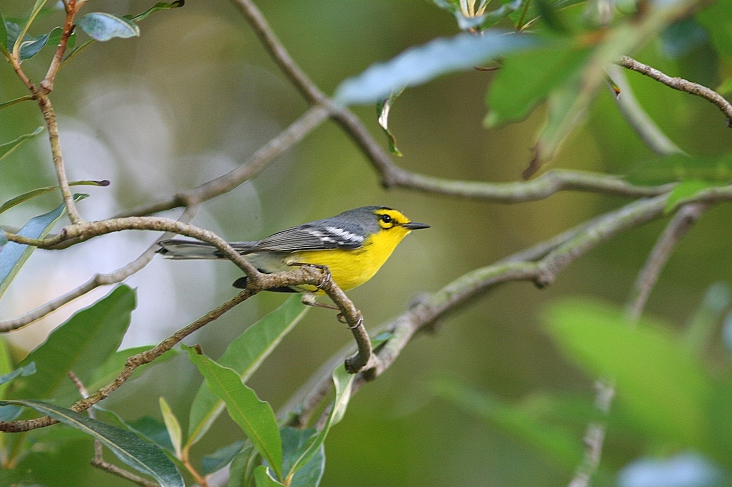 Setophaga delicata