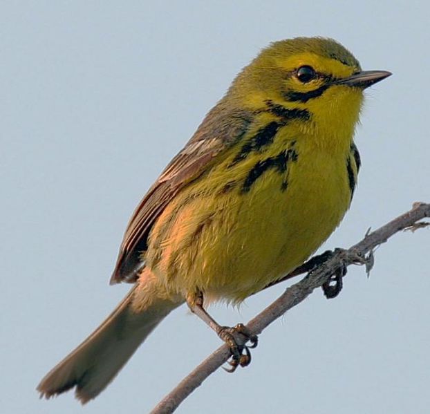 Setophaga discolor