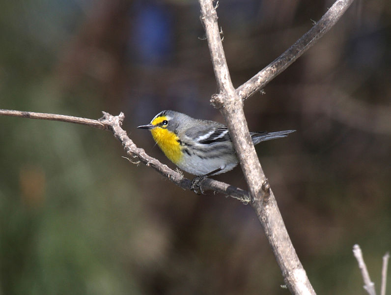 Setophaga graciae