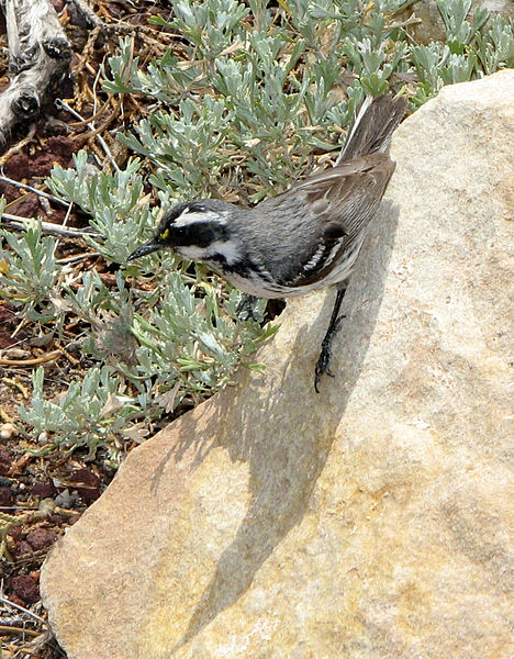 Setophaga nigrescens