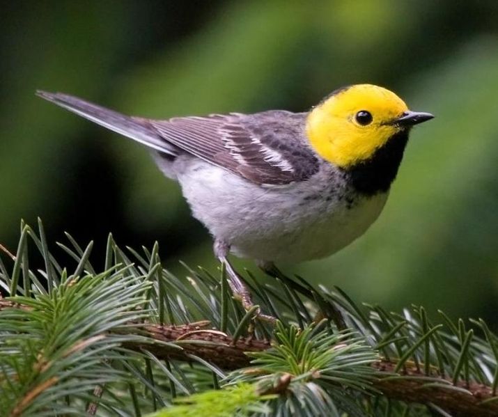 Setophaga occidentalis