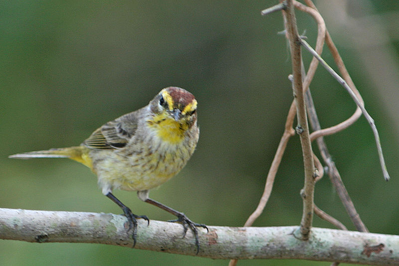 Setophaga palmarum