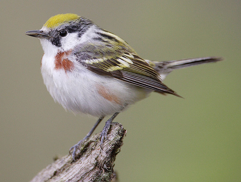Setophaga pensylvanica