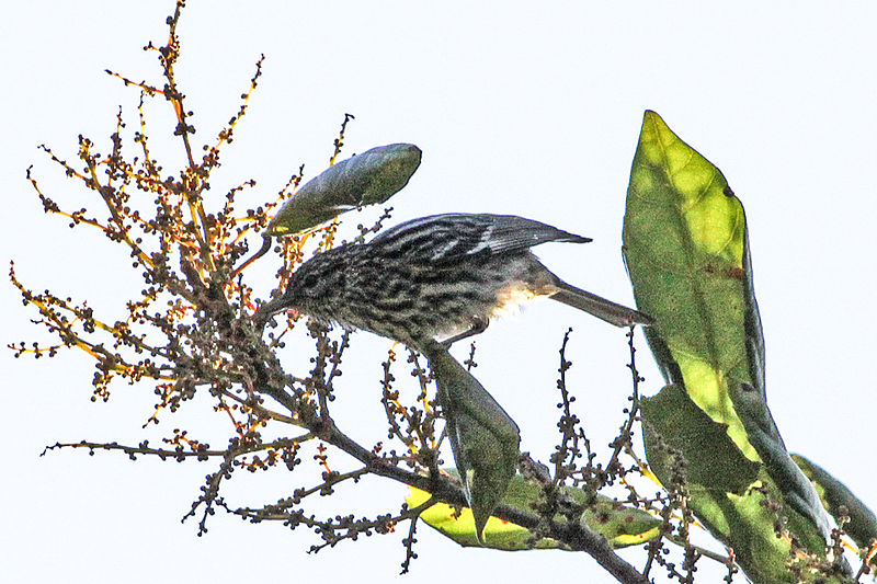 Setophaga pharetra