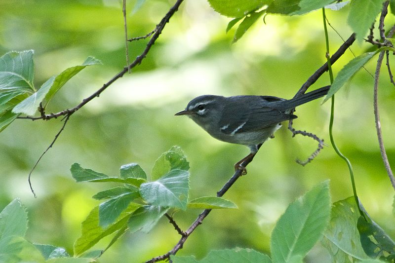 Setophaga plumbea