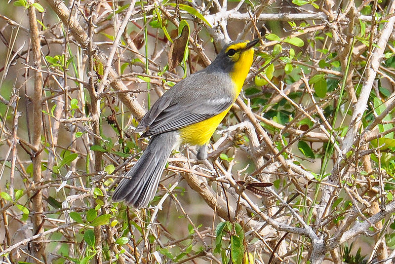 Setophaga subita