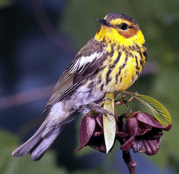 Setophaga tigrina