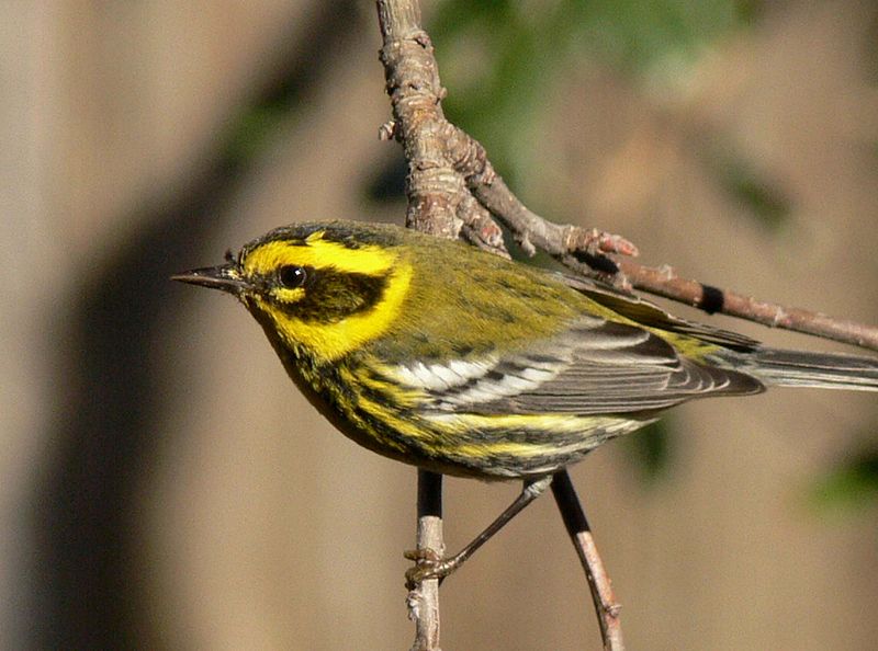 Setophaga townsendi