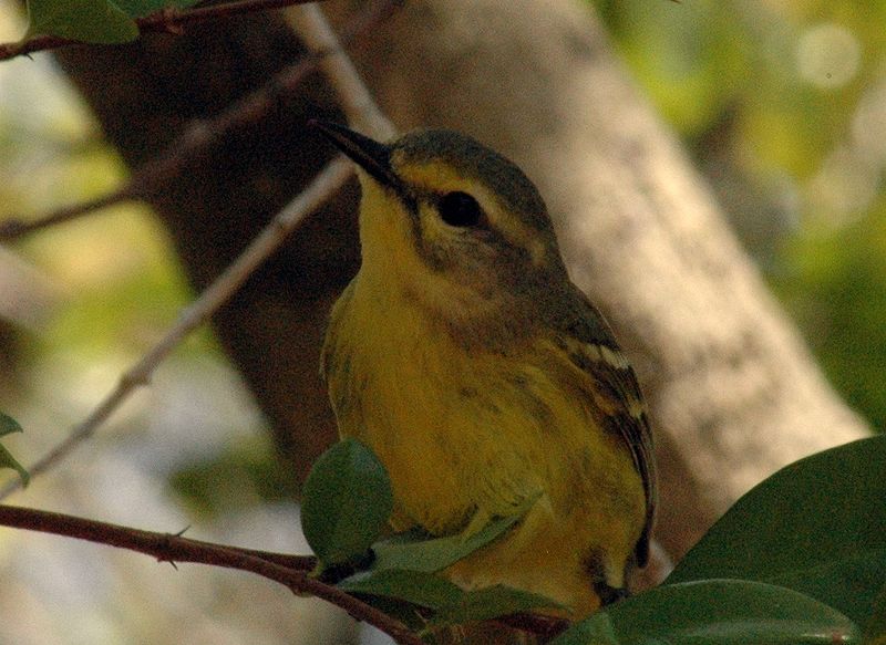 Setophaga vitellina