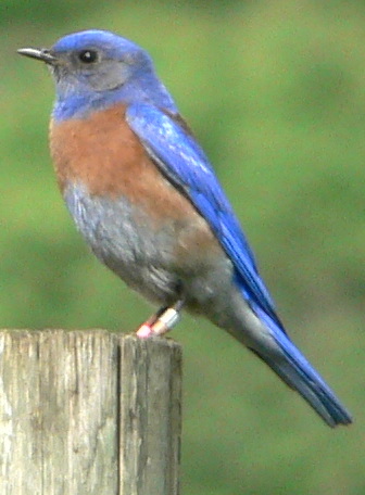 Sialia mexicana
