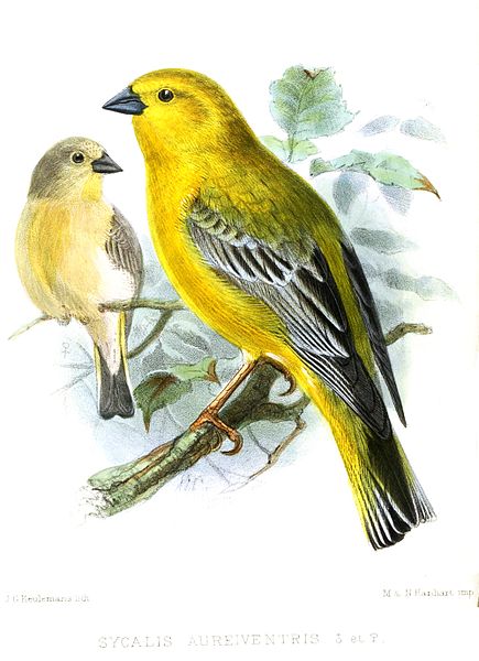 Sicalis auriventris