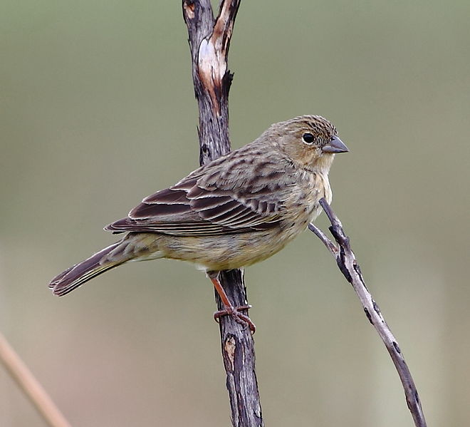 Sicalis citrina