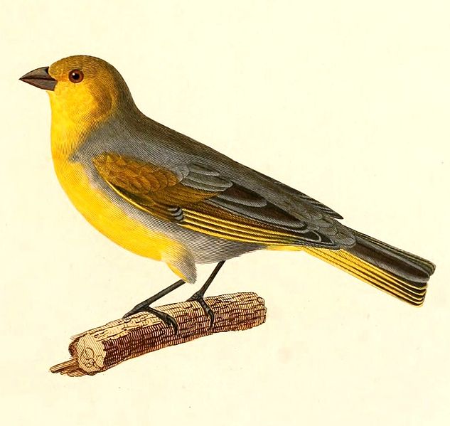 Sicalis luteocephala