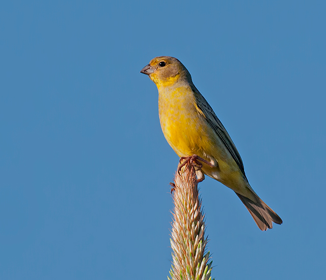 Sicalis luteola