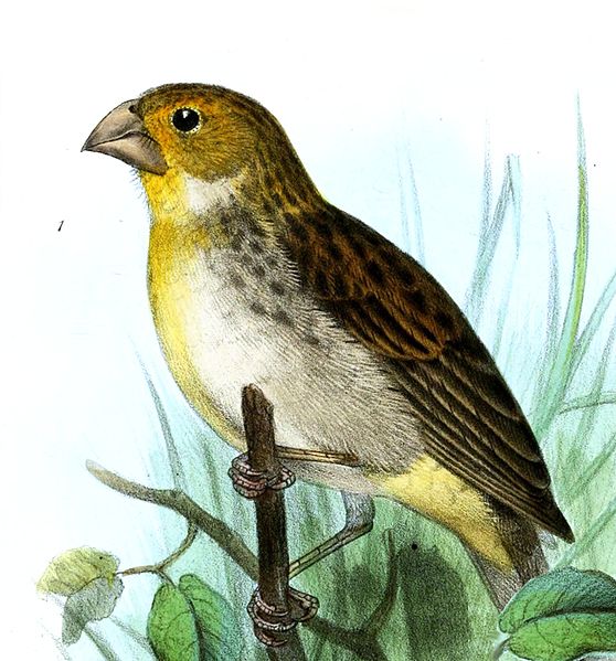 Sicalis raimondii