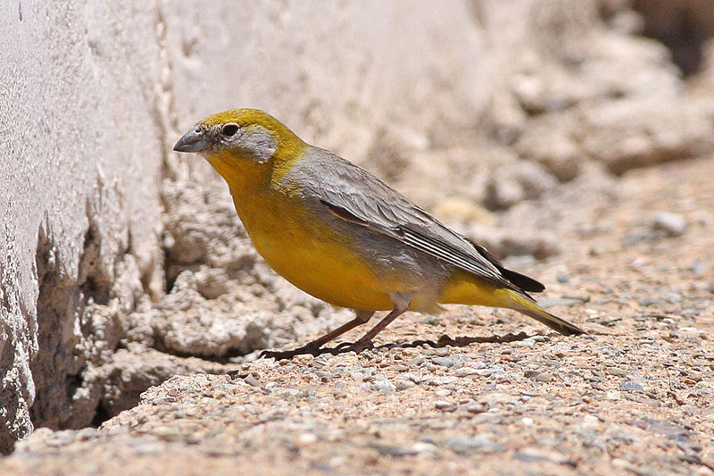 Sicalis uropygialis