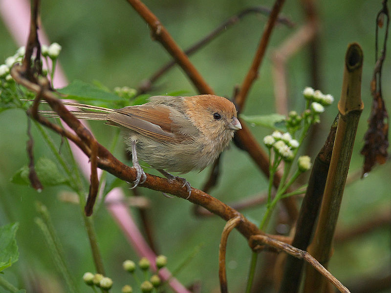 Sinosuthora webbiana