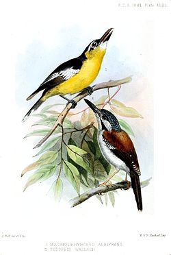 Sipodotus wallacii
