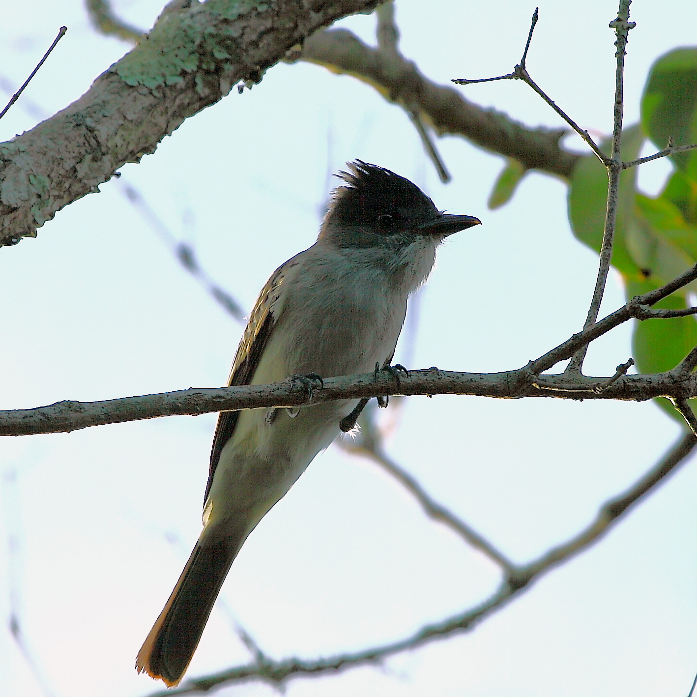 Sirystes sibilator