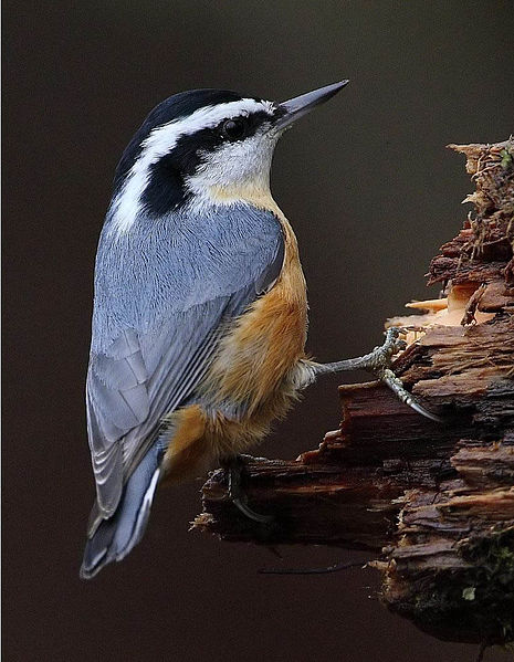 Sitta canadensis