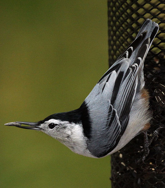 Sitta carolinensis