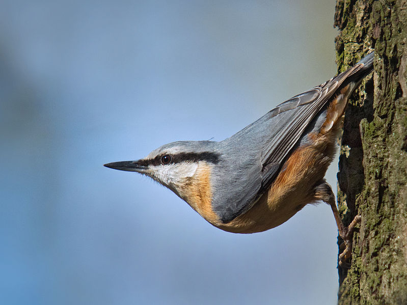 Sitta europaea