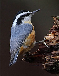 Sitta leucopsis