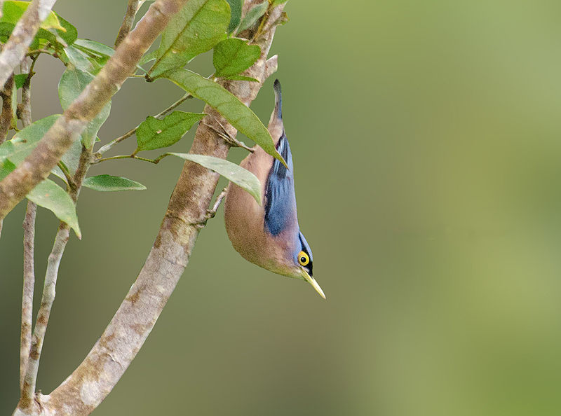 Sitta oenochlamys