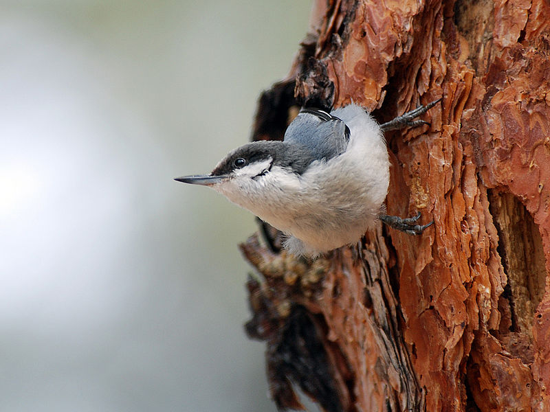 Sitta pygmaea