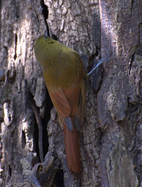Sittasomus griseicapillus