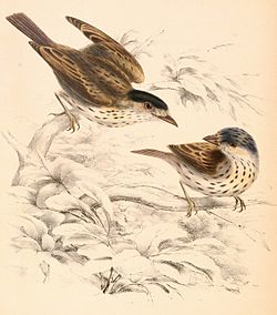 Smithornis capensis
