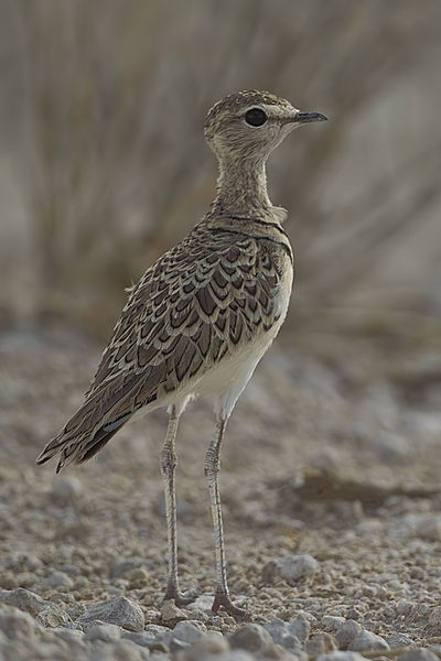 Smutsornis africanus