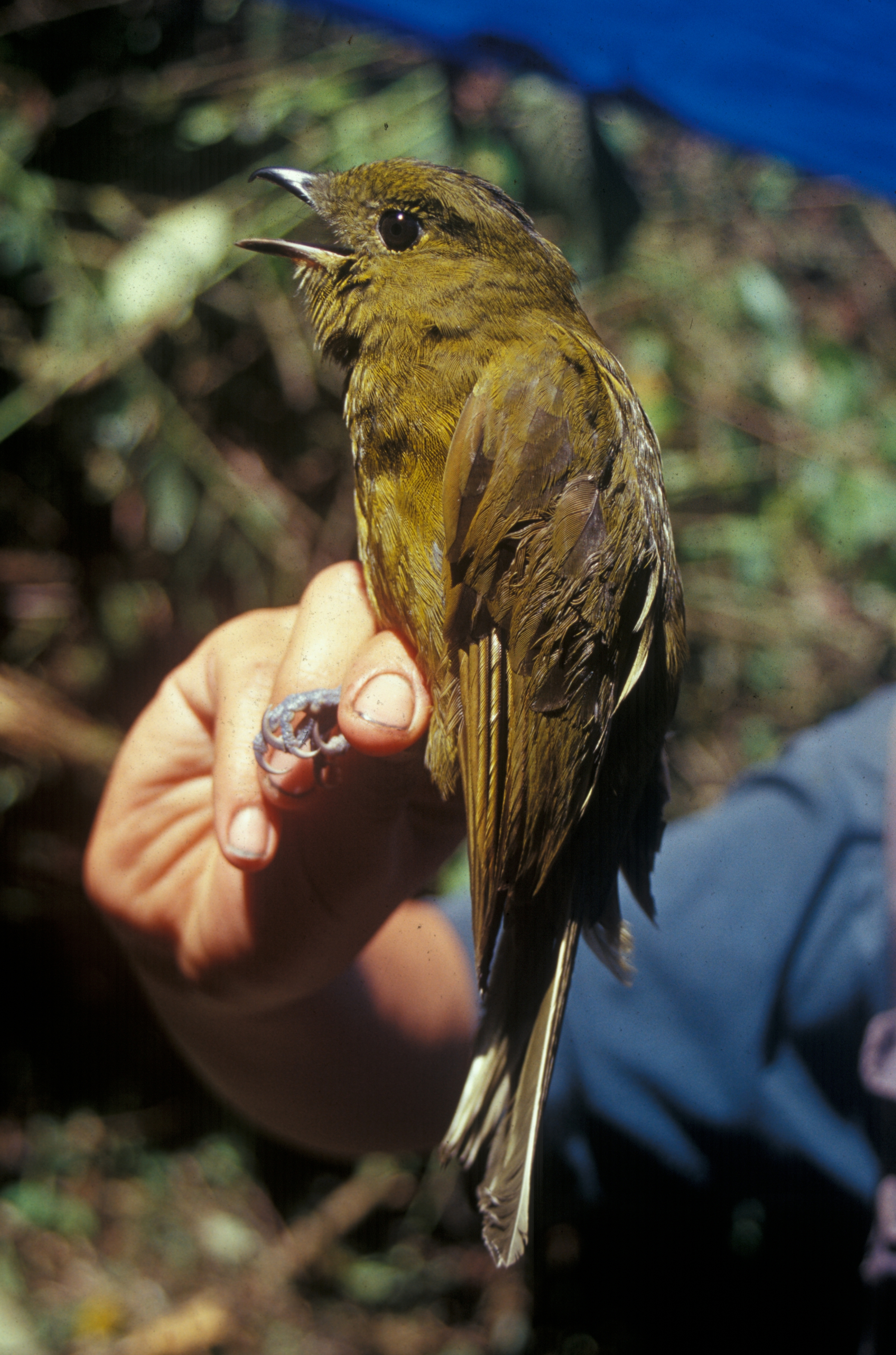 Snowornis cryptolophus