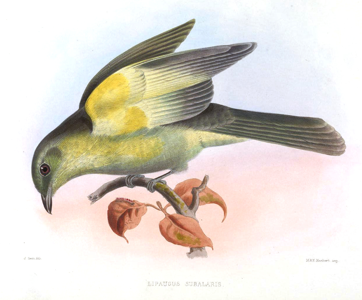 Snowornis subalaris