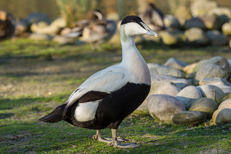 Somateria mollissima