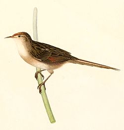 Spartonoica maluroides