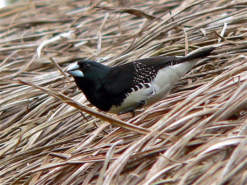 Spermestes bicolor